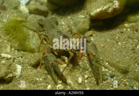 Europäischen Krebse edel Krebse breiten gefingert Flusskrebs Astacus astacus Stockfoto