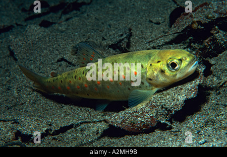 Bachforelle Salmo Trutta fario Stockfoto