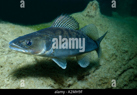 männliche Zander Zander Stizostedion lucioperca Stockfoto