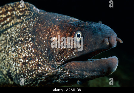 Mediterrane Moray, Muraena Helena, Balearen, Spanien, Mittelmeer Stockfoto