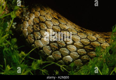 Würfel Schlange Natrix Tessellata unter Wasser Stockfoto