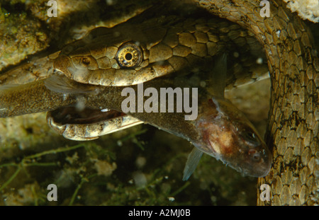 Würfel Schlange frisst Fisch Unterwasser Natrix tessellata Stockfoto