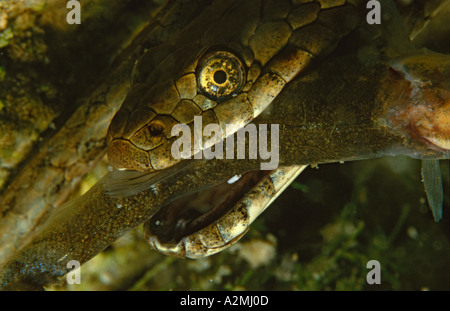 Natrix Tessellata, Würfel Schlange frisst Fisch unter Wasser Stockfoto