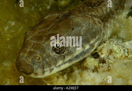 Würfel Schlange Natrix Tessellata unter Wasser Stockfoto