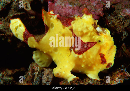 Clown Seeteufel, Anglerfische, Antennarius Maculatus, Lembeh Strait, Sulawesi, Indonesien, Indischer Ozean Stockfoto