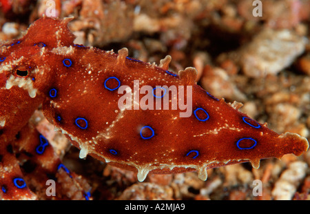 Blue Ring Octopus, Hapalochlaena sp Stockfoto