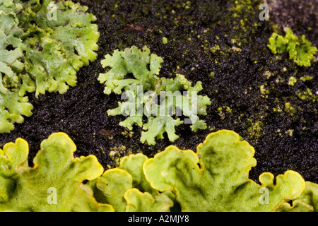 Evernia Prunastri Flechten wachsen auf Grabstein Eyeworth bedfordshire Stockfoto