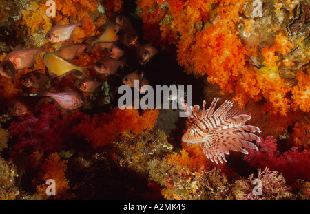 Kehrmaschine und Pterois Lunulata, Luna Rotfeuerfische mit Weichkorallen Stockfoto