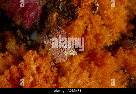 Pterois Lunulata, Luna Rotfeuerfische mit Orangen Weichkorallen Stockfoto