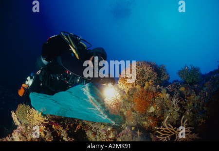 Korallen Taucher nimmt rote Korallen, Corallium rubrum Stockfoto