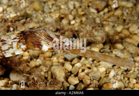 Leiter der großen Seenadeln, Syngnathus acus Stockfoto