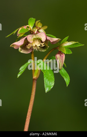 Helleborus Orientalis mit schönen Fokus Hintergrund Potton bedfordshire Stockfoto