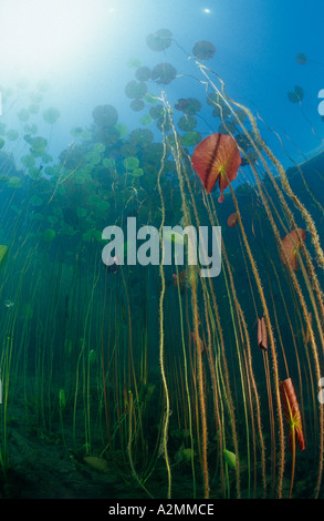 Weiße Seerose, Nymphaea alba Stockfoto