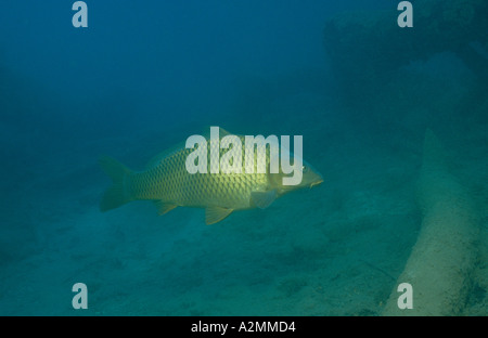 Karpfen, europäischen Karpfen, Cyprinus carpio Stockfoto