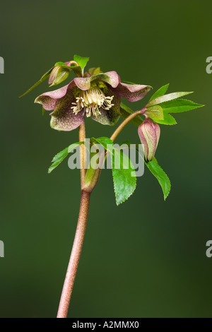 Helleborus Orientalis mit schönen Fokus Hintergrund Potton bedfordshire Stockfoto