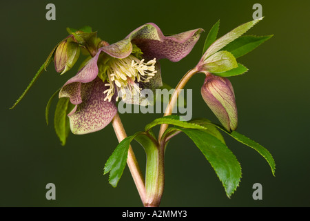 Helleborus Orientalis gegen schöne Out-of-Fokus dunkle Backgrouns Potton bedfordshire Stockfoto