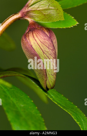 Helleborus Orientalis gegen schöne Out-of-Fokus dunkle Backgrouns Potton bedfordshire Stockfoto