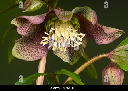 Helleborus Orientalis gegen schöne Out-of-Fokus dunkle Backgrouns Potton bedfordshire Stockfoto