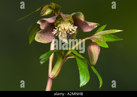 Helleborus Orientalis gegen schöne Out-of-Fokus dunkle Backgrouns Potton bedfordshire Stockfoto