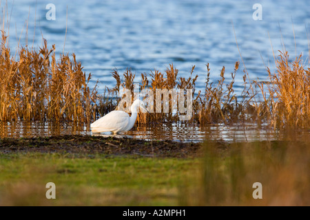 Kleiner Reiher Egretta Garzetta Fütterung an Gewässern Rand Sommer Leys Northamptonshire Stockfoto