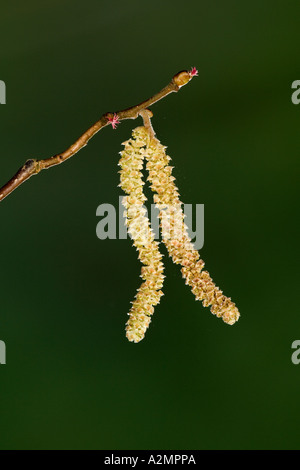 Hazel Corylus Avellana Kätzchen auch männliche Blüte mit schönen entschärfen Hintergrund Potton bedfordshire Stockfoto