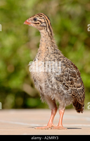 Ein behelmter Perlhuhn Küken (Numida Meleagris) in Südafrika. Stockfoto