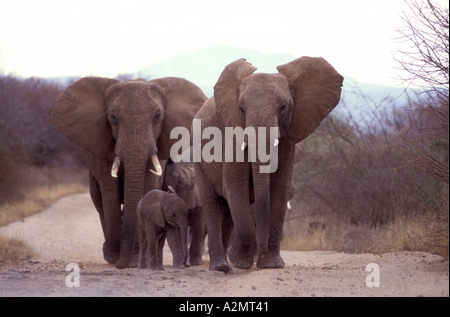 Familie Gruppe von weiblichen Elefanten und Babys Fuß Schmutz Straße im Tsavo West Nationalpark Kenia in Ostafrika Stockfoto