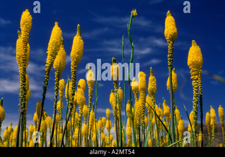 Nahaufnahme von leuchtend gelben BULBINELLAS schöne Frühlingsblumen und blauer Himmel in Namaqualand in Südafrika Stockfoto