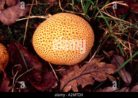 Parasol Pilz Macrolepiota Procera Pilze im Herbst Stockfoto