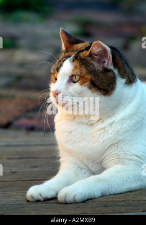 Ingwer und weiße Katze sitzt Stockfoto
