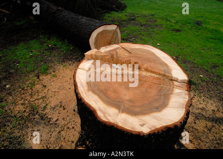 Cypress stumpf nach London Bauträger Baum gefällt hatte, weil "es nicht gesund" und war in der Art seines Vorschlags. Stockfoto