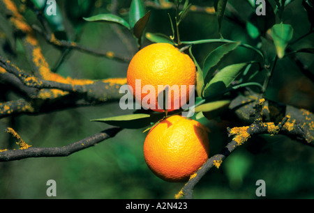 Orangenbaum mit Früchten, Algarve, Portugal Stockfoto