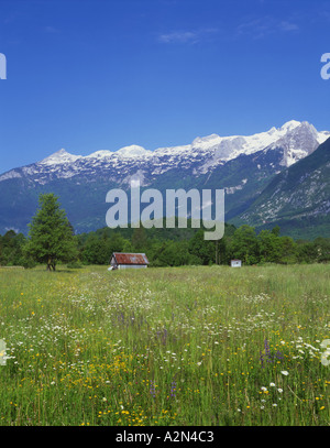 Almwiese Julischen Alpen Sloweniens Stockfoto