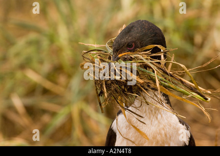 Auckland Island Shag holding Nistmaterial im Schnabel Enderby Insel Neuseeland Stockfoto