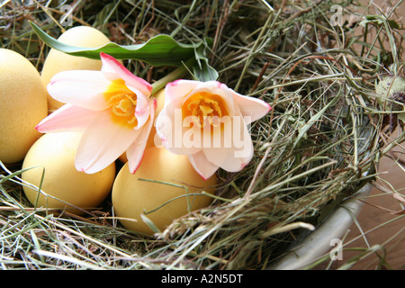 Nahaufnahme von zwei Tulpen Blumen und Ostereier im nest Stockfoto