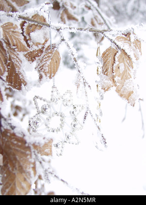 Nahaufnahme des Silver Star hängen vom Schnee bedeckt Baum Stockfoto