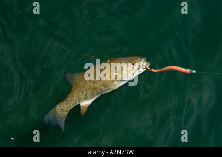 Schwarzbarsch gefangen auf Gulp Wurm. Stockfoto