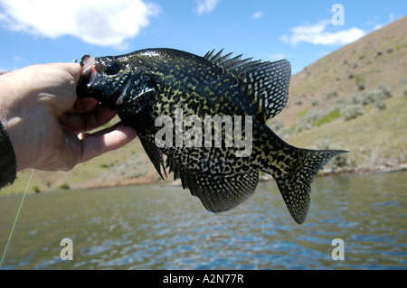 Schwarz Crappie Brownlee Reservoir am Snake River Stockfoto