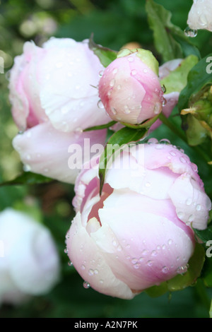 Nahaufnahme von Wassertropfen auf Rosenblüten und Knospen Stockfoto