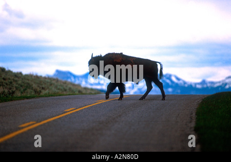 Bison Kreuzung Straße USA Stockfoto