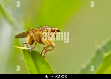 Nahaufnahme von Golden Dung Fly (Scatophaga Stercoraria) auf Blatt Stockfoto