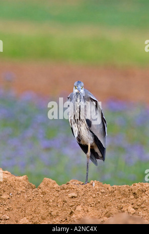 Nahaufnahme der Graureiher (Ardea Cinerea) Vogel stehen auf einem Bein in Feld Stockfoto