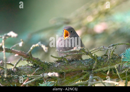 Nahaufnahme von Black Redstart (Phoenicurus Ochruros) hocken Vogel auf Zweig Stockfoto