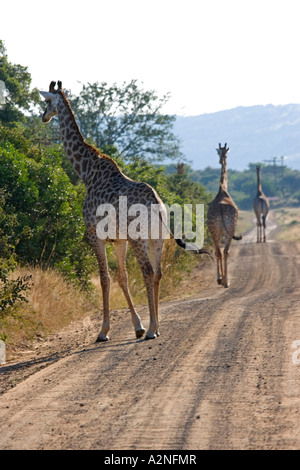 Drei Giraffen (Giraffa Plancius) zu Fuß auf dem Feldweg, Phinda Resource Reserve, Südafrika Stockfoto