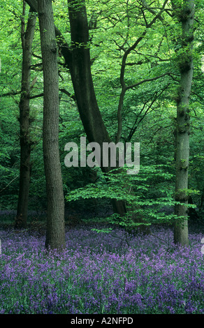 Bluebell Holz, Staffhurst Holz Nature Reserve, in der Nähe von Oxted, Surrey, England, UK Stockfoto