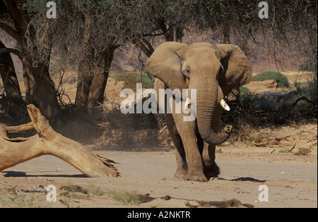 Afrikanischer Elefant (Loxodonta Africana), Wandern im Wald Stockfoto