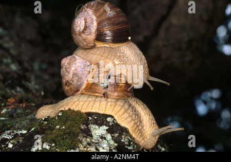 Nahaufnahme der beiden Burgunder Schnecken (Helix Pomatia) Paarung Stockfoto