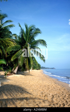 Palmen am Strand Maenam Beach, Koh Samui, Provinz Surat Thani, Thailand Stockfoto