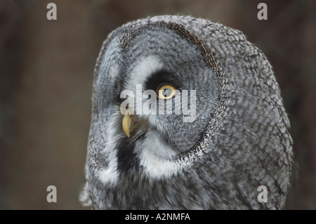 Große graue Eule Strix nebulosa Stockfoto
