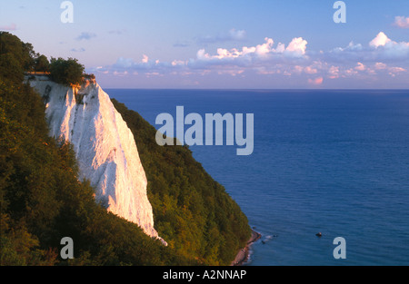 Bäume auf Kreidefelsen, Ostseeinseln, Schleswig-Holstein, Deutschland Stockfoto